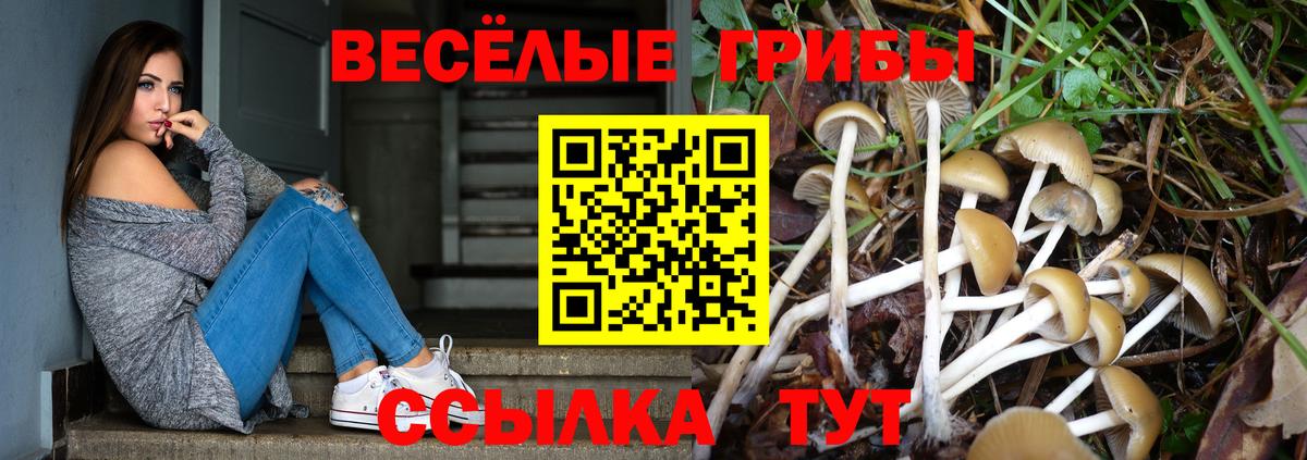 Тара  Псилоцибиновые грибы Psilocybe  где можно купить наркотик  Галлюциногенные грибы мицелий  Вход с VPN 